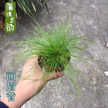 日本山野草盆栽 画眉菅 绿植盆栽 草本植物盆景会开花带原盆发货