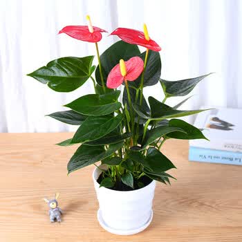 红掌 粉掌 白掌四季开花室内花卉盆栽客厅花苗水培植物 大型绿植 粉掌