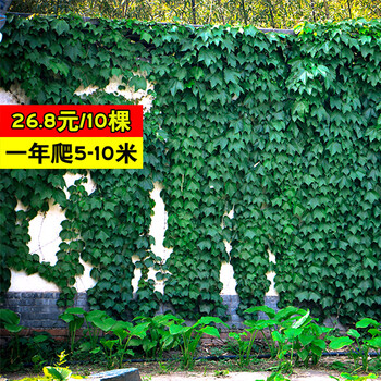 三叶五叶爬山虎苗爬藤植物庭院攀爬室内盆栽花卉阳台四季常青 三叶
