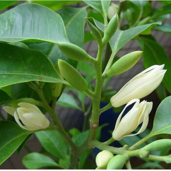 白兰花盆栽 嫁接黄桷兰 花苗 香味白玉兰花树苗 庭院阳台花卉绿植 白兰8年1.5米 不含盆