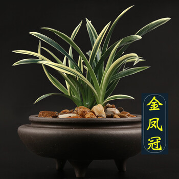 兰花苗 金凤冠 金边浓香型室内客厅桌面盆栽四季花卉植物 金凤冠2苗