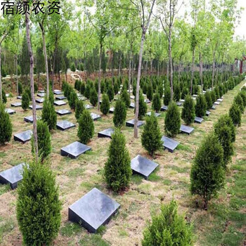 树苗柏树御卉阁坟前清明墓地松树扫墓苗木