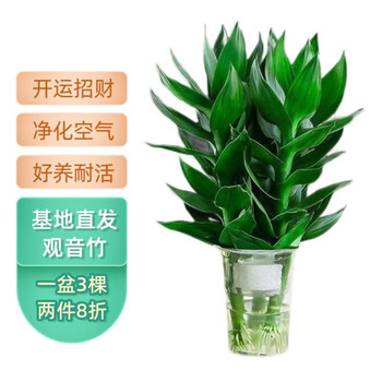 观音竹盆栽 3颗装其它类商品-全利兔-实时优惠快报