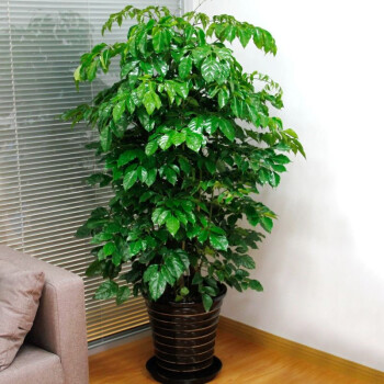大型盆栽 绿萝 发财树 平安树 散尾葵 绿植室内办公室