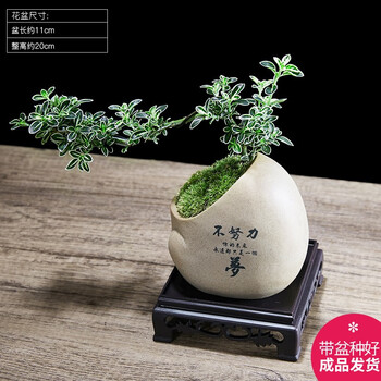 幼薇 室内桌面办公桌悬崖六月雪小绿植盆栽植物茶几客厅摆件盆景好养活 六月雪+梦石纹瓷盆+四方底盘 带盆栽好全利兔-实时优惠快报