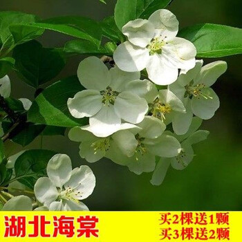 四季开花重瓣日本海棠花树苗盆景老桩花卉盆栽观花植物室内花植物 02