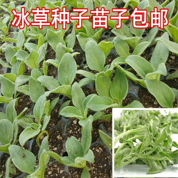 海澳德寿光种子蔬菜苗子冰菜苗冰草苗非洲冰菜多肉植物简单种植成活率