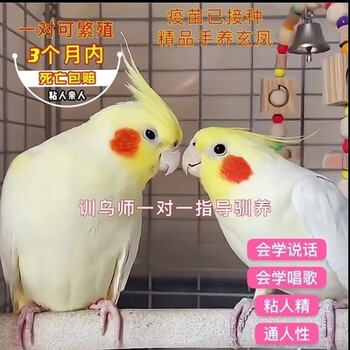 纯手养玄凤鹦鹉幼鸟活体会说话宠物鸟黄化玄风原始灰公母繁殖白子纯手