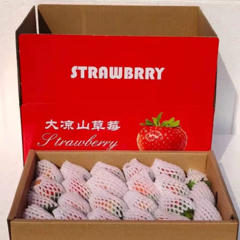 城南堡花四川大凉山草莓  露天草莓黔莓 新鲜水果 单果约13-20g 约3斤（中果）