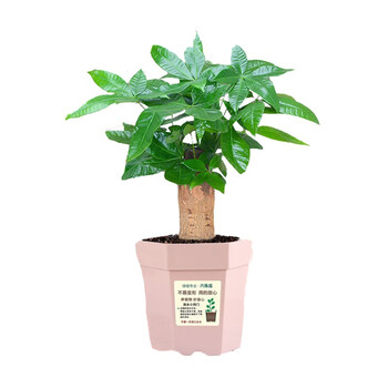 李宪忠 芍药大王（King of herbaceous peony)发财树盆栽室内客厅桌面绿植粉色高档六角盆+单棵发财树全利兔-实时优惠快报