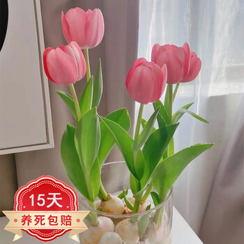 易囍艺 郁金香种球水培土培室内花卉绿植花卉盆栽植物花卉进口大种球 郁金香粉色种球1颗其它类商品-全利兔-实时优惠快报