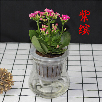 长寿花盆栽花卉 室内桌面观花植物 重瓣长寿花绿植四季开花植物 紫缤