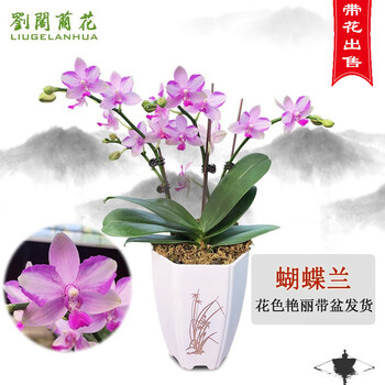 劉閣蘭花 兰花苗蝴蝶紫薇仙女冬带花苞出售好养客厅办公室花卉盆栽 紫薇仙女不带花，带仿瓷盆种好全利兔-实时优惠快报