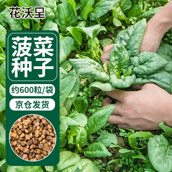 花沃里 大叶菠菜种子蔬菜种子绿叶菜家庭阳台盆栽/庭院种植/田间约600粒其它类商品-全利兔-实时优惠快报