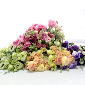 love 钟爱 随机混搭洋桔梗（15-20朵）全利兔-实时优惠快报