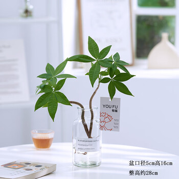 颜美 发财树盆栽水培绿植2棵+小清新瓶其它类商品-全利兔-实时优惠快报