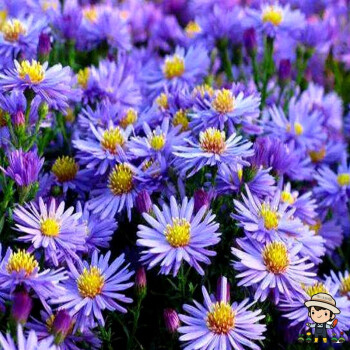 荷兰菊种子 纽约紫菀花种 紫色花籽景观花种盆栽多年生花种子阳台种子一播大地 荷兰菊种子200粒