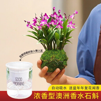 劉閣蘭花 兰花苗 七彩紫叶石斛兰 冬带花苞泼墨香水盆栽好养室内外花卉绿植 香水石斛兰10苗配水培盆其它类商品-全利兔-实时优惠快报
