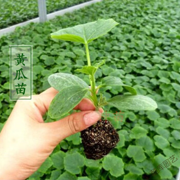 hqc阳台种植蔬菜苗黄瓜苗苦瓜苗丝瓜苗冬瓜苗南瓜苗瓠子瓜苗豆角苗