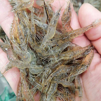 小河虾淡水新鲜鲜活小白虾小土虾小明虾冰鲜宏嘉睿河虾34厘米500g