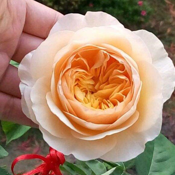 欧月花苗 欧洲灌木月季切花室外庭院四季开花欧月花卉