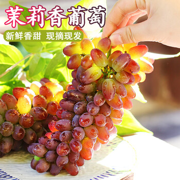 茉莉香葡萄玫瑰百果春香提子郁金香夏音无籽现摘3斤新鲜时令水果