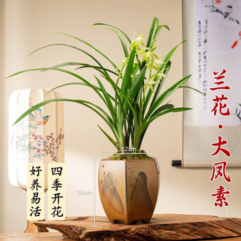 京东PLUS：临雅 兰花苗盆栽 带花带盆-大凤素+黄色多边山河盆其它类商品-全利兔-实时优惠快报