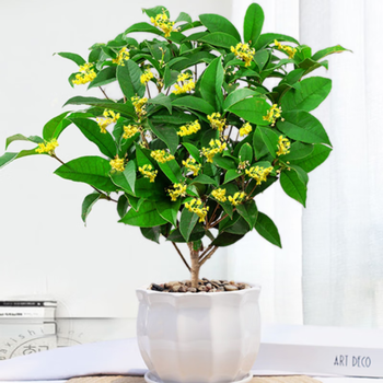 亦运林篆 四季桂花树苗 1颗高40厘米其它类商品-全利兔-实时优惠快报