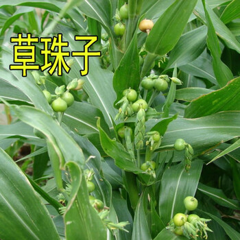 散装草珠子种子薏苡草菩提薏珠子门帘佛珠子散珠手串手链草珠子种子