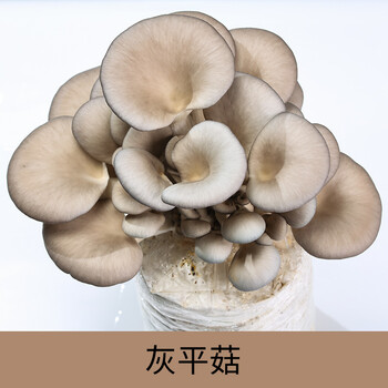菌菇种植包 可食用家种蘑菇菌种菌包 家庭室内平菇香菇金针菇种植 灰