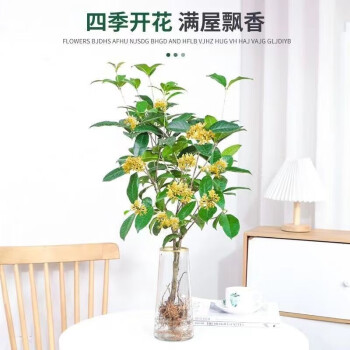 雪束鲜木桌面绿植桂花树苗盆栽浓香型室内好养水培植物四季桂金桂 四季桂花60-70公分 4颗