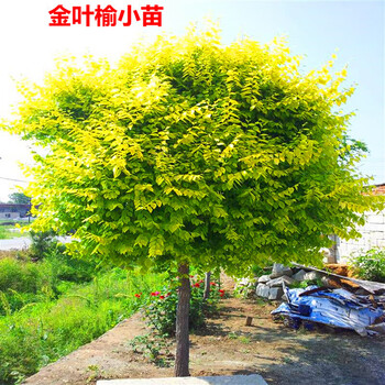 洛赏晴 工程庭院绿化苗木金叶榆中华金叶榆速生榆树苗榆树小苗 黄金