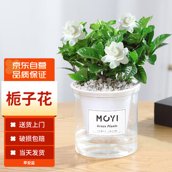 京东PLUS、有券的上：MOYi 墨一 栀子花早安盆其它类商品-全利兔-实时优惠快报