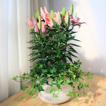 中梦香水百合花种球盆栽带芽土培室内外绿植花卉风信子郁金香耐寒单个