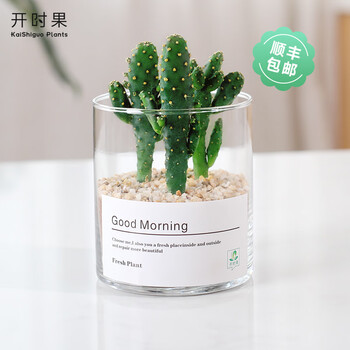 PLUS会员、概率劵：开时果 多肉植物 摇钱树 （圆柱玻璃瓶）+黄金沙 其它类商品-全利兔-实时优惠快报