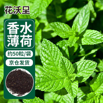 花沃里 香水薄荷种子约50粒 蔬菜种子家庭盆栽花种子食用薄荷苗阳台庭院其它类商品-全利兔-实时优惠快报