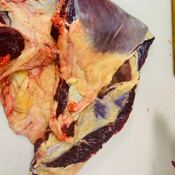 内蒙呼伦贝尔直销草原黄膘牛肉新鲜现杀牛腩肥而不腻家庭即食橙伯乐5