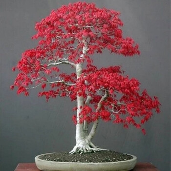 枫叶树枫叶盆景日本红枫盆栽四季花卉植物红舞姬室内枫树红枫叶花木好