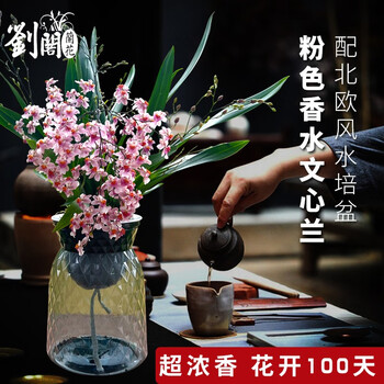 劉閣蘭花 5色可选 水培文心兰带懒人盆发货石斛兰带花苞奶油香水味室内花卉 粉色文心兰1苗带3花 配北欧风盆全利兔-实时优惠快报