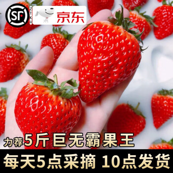 疆域采虹红颜99奶油大草莓凉山年货节新鲜水果草莓礼盒 2斤装 单果13g+ 净重1.4斤