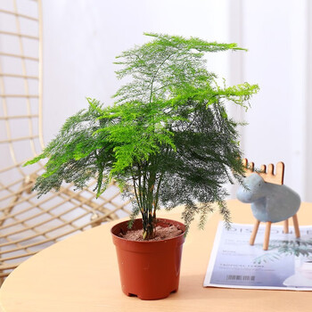 花芊茗 盆栽盆景 文竹带盆 2盆其它类商品-全利兔-实时优惠快报