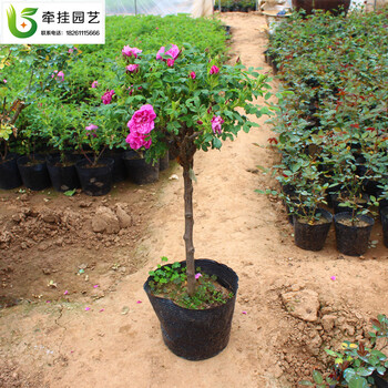 食用玫瑰花苗 庭院种植玫瑰花 食用玫瑰花盆栽