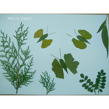 真树叶标本粘帖画 幼儿园儿童diy手工制作粘贴画材料包r 浅灰色 蝴蝶图片