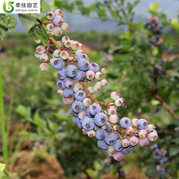 庭院果树 建果园 蓝莓苗 果树蓝莓树苗 南方北方