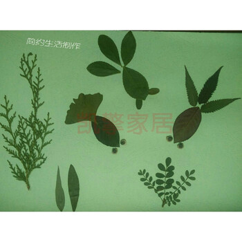 真树叶标本粘帖画 幼儿园儿童di手工制作粘贴画材料包图片