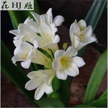 文静特价促销 多肉植物 鞍山 黄技师 圆头和尚 横兰 油匠 君子兰 种子