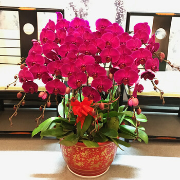 精品兰花室内盆栽绿植观花植物北京同城配送 a级16株红色蝴蝶兰红色盆