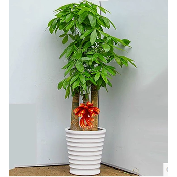 顺景三杆发财树步步高开业植物宁波大盆栽净化空气的客厅绿植花圃直达