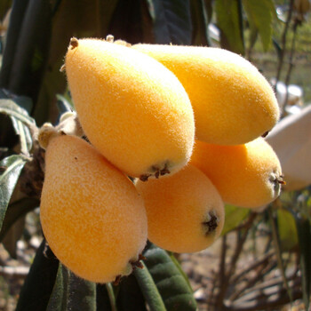 优丽百妃 枇杷树 果树苗 盆栽地栽 枇杷苗 南方