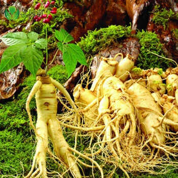 北园湖 带芽人参苗 西洋参种子 长白山人参种子药材种子 阳台庭院盆栽